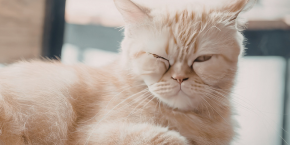 A ginger cat lying down on top of a wooden surface indoors