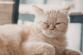 A ginger cat lying down on top of a wooden surface indoors