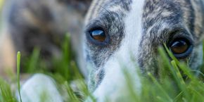 A dog lying down in the grass