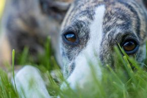 A dog lying down in the grass