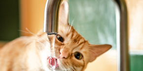 A cat drinking water out of a sink faucet