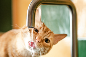 A cat drinking water out of a sink faucet