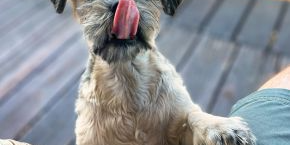 a dog licking it's lips with it's paw on a person's leg outdoors
