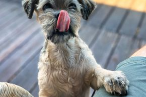 a dog licking it's lips with it's paw on a person's leg outdoors