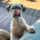 a dog licking it's lips with it's paw on a person's leg outdoors