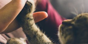 n5vzp0w07qtkcmlm1ggo.png A cat pressing their paw against a persons hand