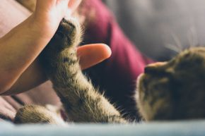 A cat pressing their paw against a persons hand