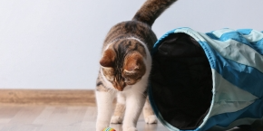 npmvzh9gpi4jx8jneepg.png A cat playing with a ball next to a cat tunnel