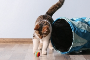 A cat playing with a ball next to a cat tunnel