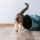 A cat playing with a ball next to a cat tunnel