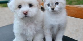 yuwnrvjfqhjz4toliwyw.png A white puppy and kitten sitting on a park bench