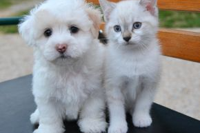 A white puppy and kitten sitting on a park bench