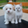 A white puppy and kitten sitting on a park bench