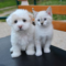 A white puppy and kitten sitting on a park bench