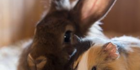 Rabbit and guinea pig sitting together inside a brown enclosure