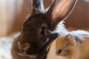 Rabbit and guinea pig sitting together inside a brown enclosure