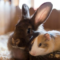 Rabbit and guinea pig sitting together inside a brown enclosure