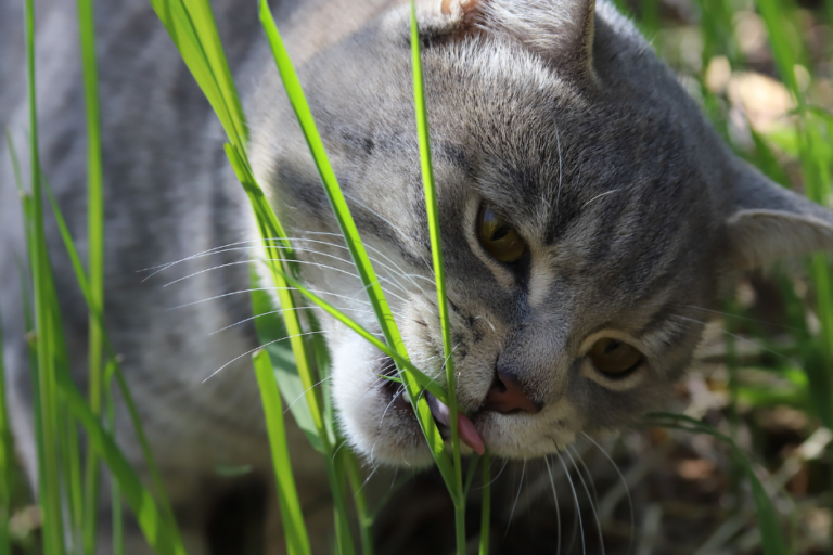 cat grass blade