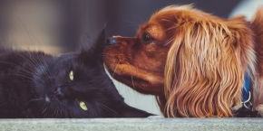 dcgh4ympnxxlokvlolux.png A dog and cat lying down next to each other