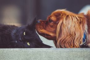A dog and cat lying down next to each other