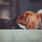 A dog and cat lying down next to each other