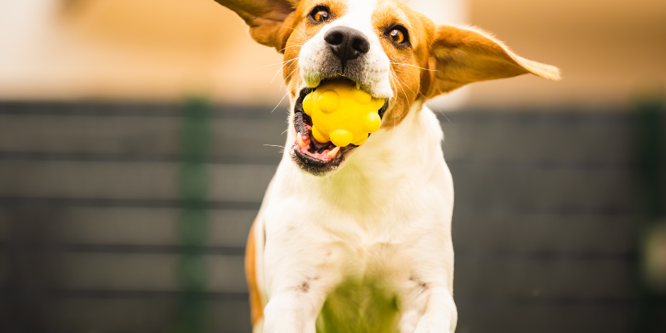 dog ball