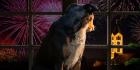 jhn9ml1npi4aajkn6vlg.png A dog sitting by a window with fireworks outside