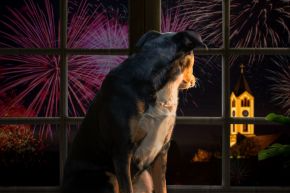 A dog sitting by a window with fireworks outside