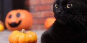 A black cat sitting next to a pumpkin and jack'o lantern by a brick wall