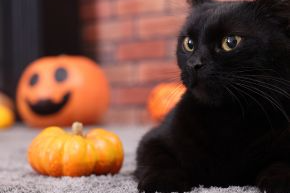 A black cat sitting next to a pumpkin and jack'o lantern by a brick wall