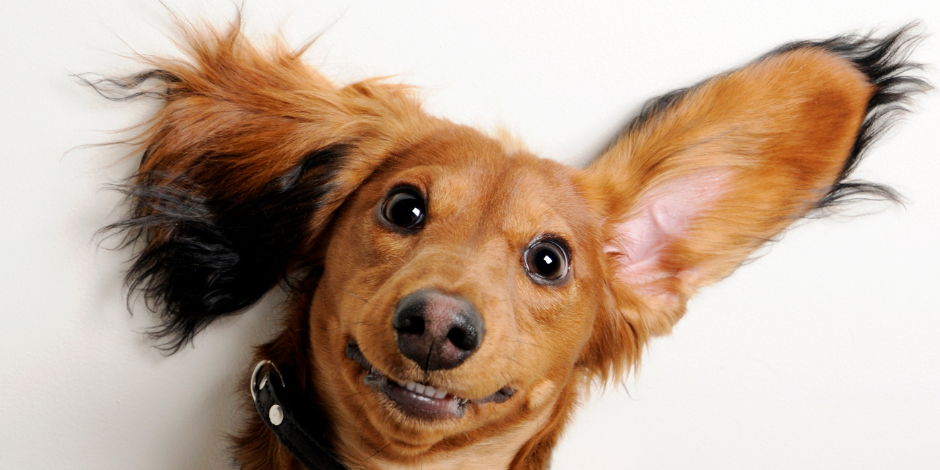 ear