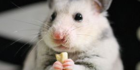 i3pks399k5ibdbn2tum2.png A hamster eating a nut out of a green bowl against a dark background