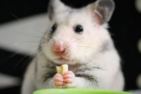 A hamster eating a nut out of a green bowl against a dark background