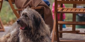 A brown dog sitting on a wooden patio outdoors next to people sat on wooden seats