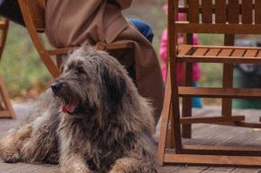 A brown dog sitting on a wooden patio outdoors next to people sat on wooden seats