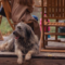 A brown dog sitting on a wooden patio outdoors next to people sat on wooden seats